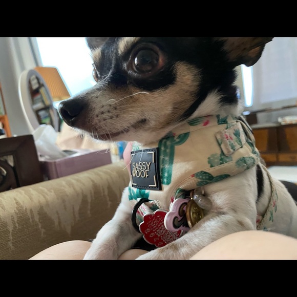 Meet your Posher, Diana - Picture 7 of 16